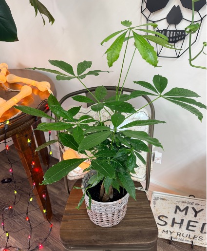 Money Tree 6” Plant