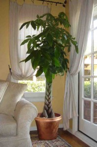 Money Tree 