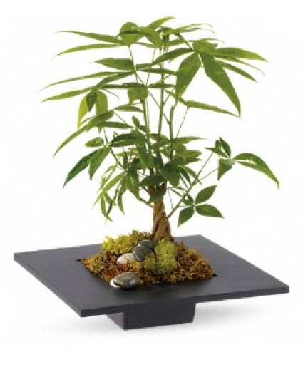 Money Tree 