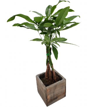 Money Tree 
