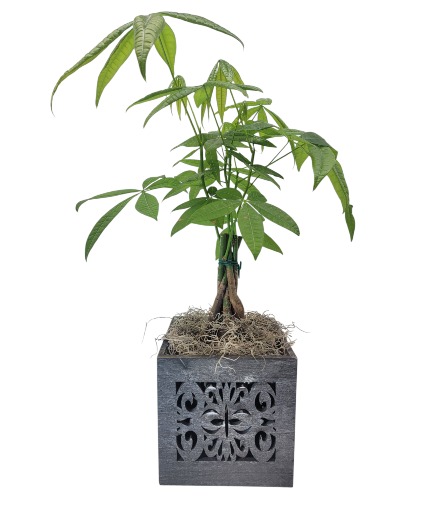 Money Tree  