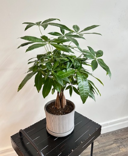Money Tree 