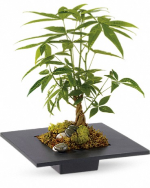 Money Tree Arrangement