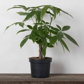 Money Tree - Braid Potted plant