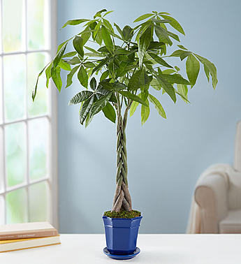 MONEY TREE Green plant