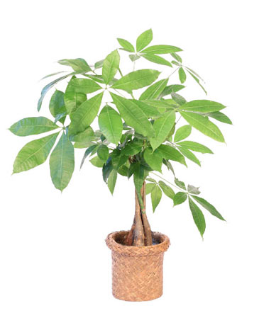 Money Tree House Plant in Woodinville, WA | Woodinville Florist®