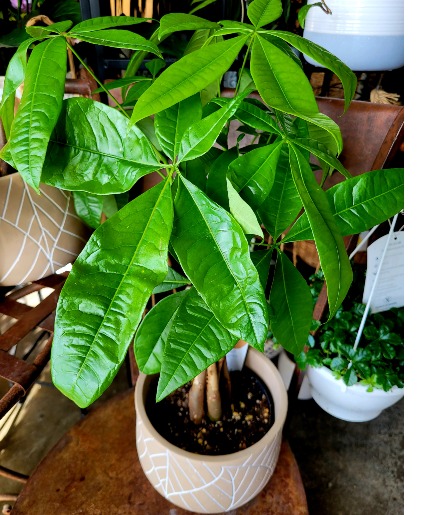 MoneyTree In Ceramic Pot 