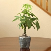 Money Tree in Swirl Container Indoor Plant