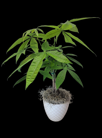 Money Tree In White Pot 