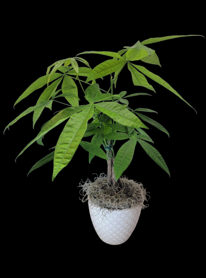 Money Tree In White Pot 
