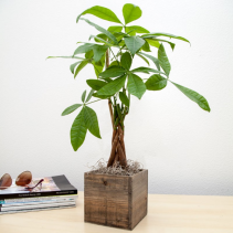 Money Tree Plant