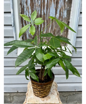 Money Tree Plant 6" Green Plant