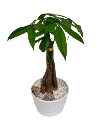  Money Tree Plant  
