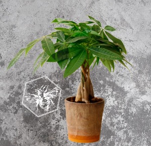 Money Tree Plant