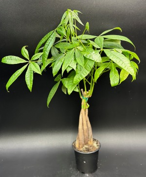 madagascar palm plant Pachypodium lamerei 'Madagascar Palm' Seeds