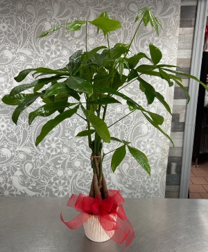 Money Tree  Plant 