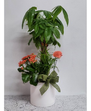 Money tree plants arrangement Any occasion 