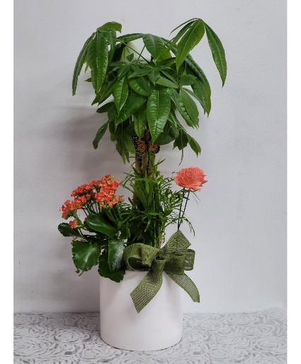 Money tree plants arrangement Any occasion 