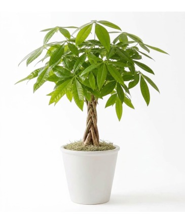 Money Tree Potted Plant in Pensacola, FL | Cordova Flowers and Gifts
