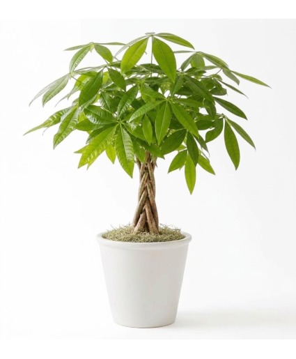 Money Tree Potted Plant