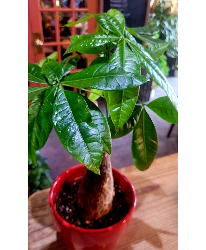 Money Tree  With Nice Pot 