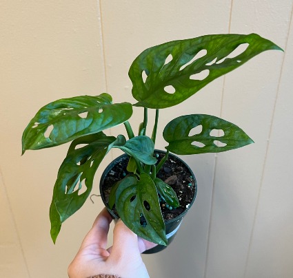 Monster Adansonii 