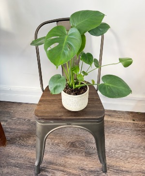 Monstera  