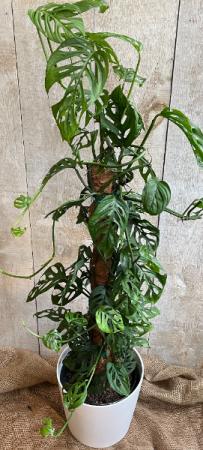philodendron mix Philodendron Mixed Pack