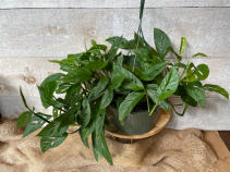 Monstera Adansonii plant Hanging Basket