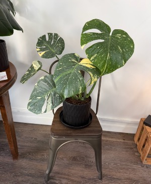 Monstera Albo 
