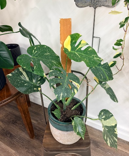 Monstera Albo  