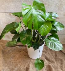 10 "Monstera Deliciosa  potted plant 