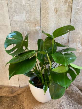 Monstera Deliciosa  12" diameter plant 