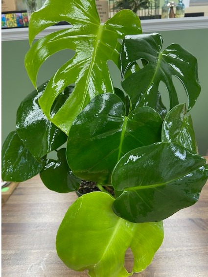Monstera Deliciosa  