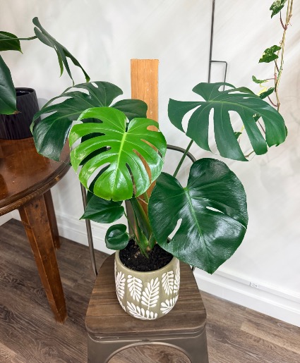 Monstera Deliciosa  