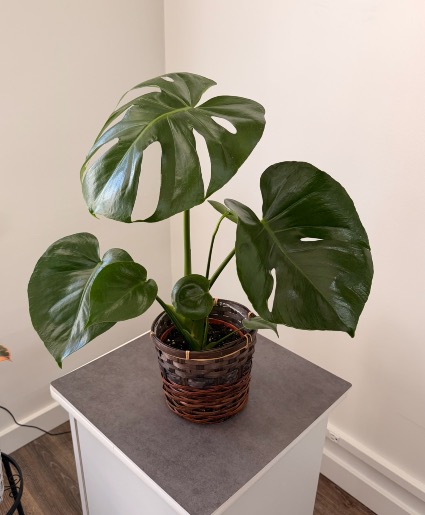 Monstera Delisiosa 