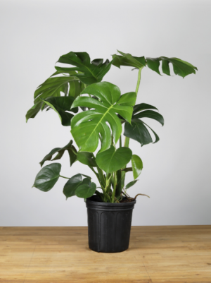 Monstera Floor plant