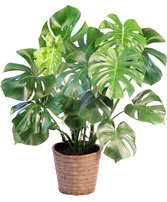Monstera House Plant
