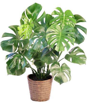 Monstera House Plant in Syracuse, IN | Dynamic Floral