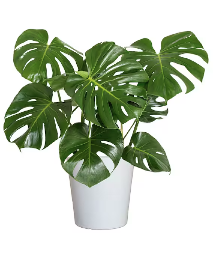 Monstera  Live Plant