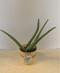 4" Aloe Plant NFS-P90