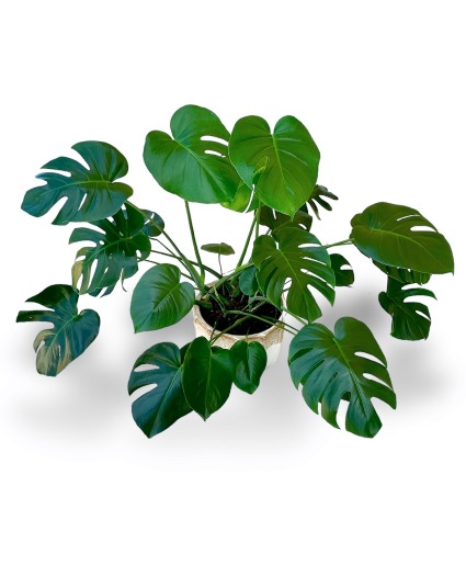 Monstera Plant  