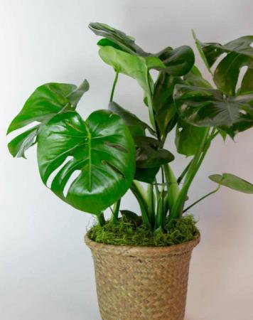 Monstera Plant Plant