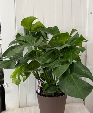 Monstera plants 
