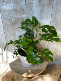 Monstera Tetrasperma in Ceramic Pot
