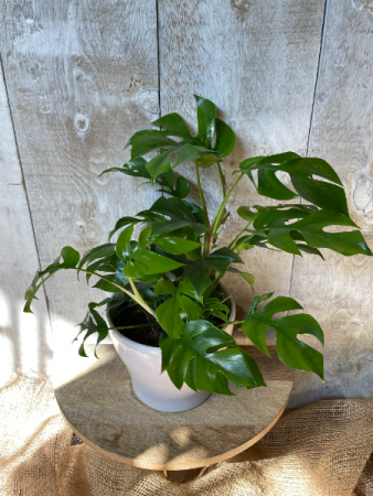 Monstera Tetrasperma in Ceramic Pot
