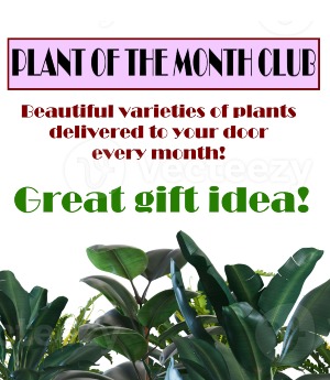 Plant of the Month Monthly Subscription