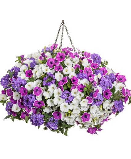 Moonlit Lavender- 12" Annual Hanging Basket Moonlit Lavender- 12" Hanging Basket- Color Scheme: Purple