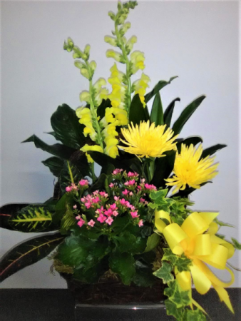 MORE PLANTERS   SAME DAY DELIVERY