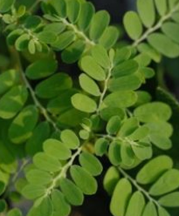 Moringa   in Lehigh Acres, FL | WESTMINSTER FLORIST